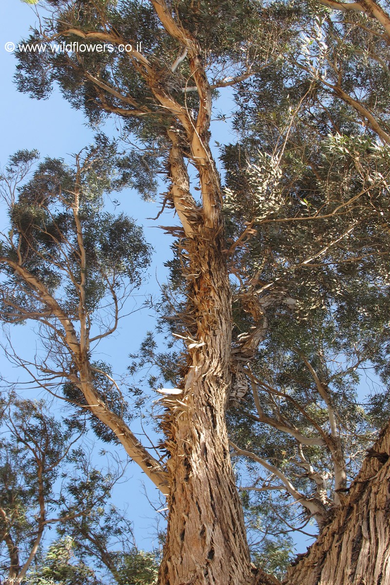 Eucalyptus occidentalis